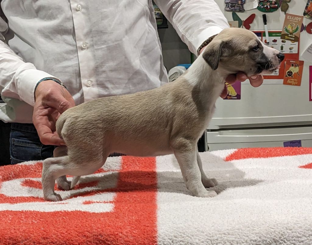 Sugar House - Chiot disponible  - Whippet